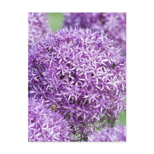 Blooming Allium Flowers  Postcard