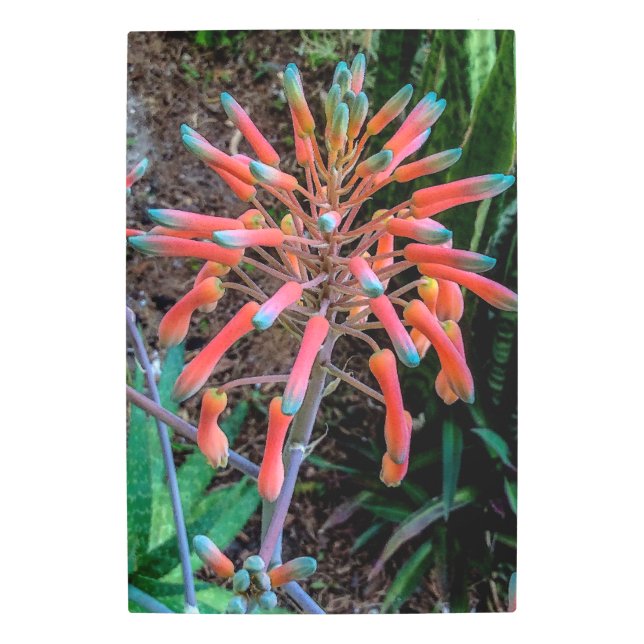 Blooming Aloe Plant Metal Wall Art (Front)
