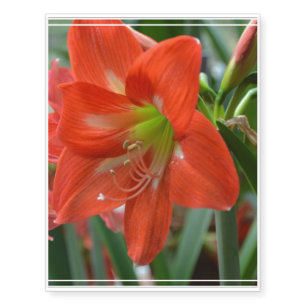 Blooming Amaryllis Temporary Tattoos