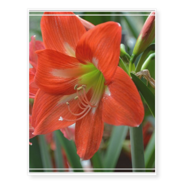 Blooming Amaryllis Temporary Tattoos (Front)