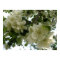 Blooming Apple Tree Print