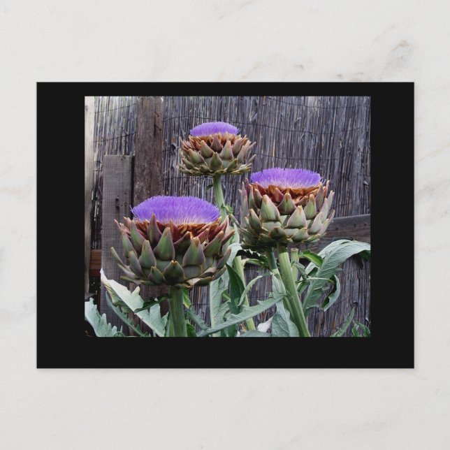 Blooming Artichokes Postcard (Front)