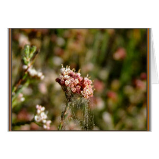 Blooming beautiful cards