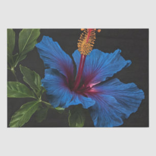 Blooming Blue Hibiscus Flower, Tissue Paper