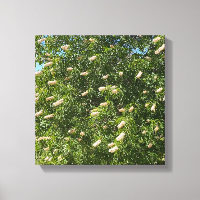 Blooming Buckeye Canvas Print (Front)