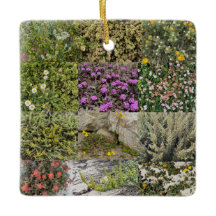 Blooming-by-the-Sea: Asilomar