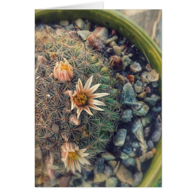 Blooming Cacti Cards (Front)