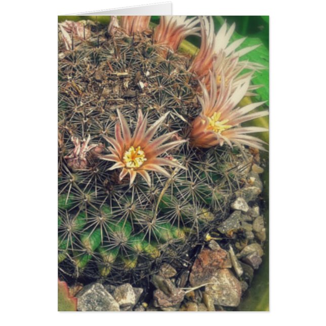 Blooming Cacti Cards (Front)
