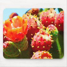 Blooming Cactus by Amy Vangsgard
