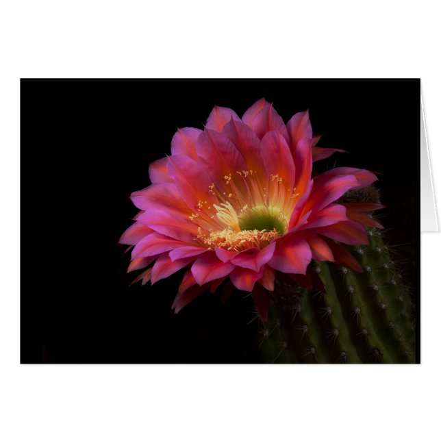 Blooming Cactus delight Cards (Front Horizontal)