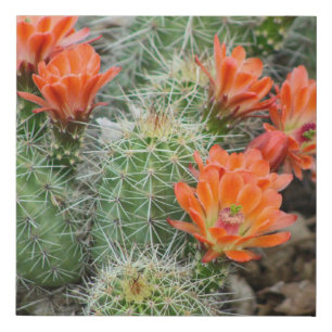Blooming Cactus Photo – Colorado Desert Wall Art