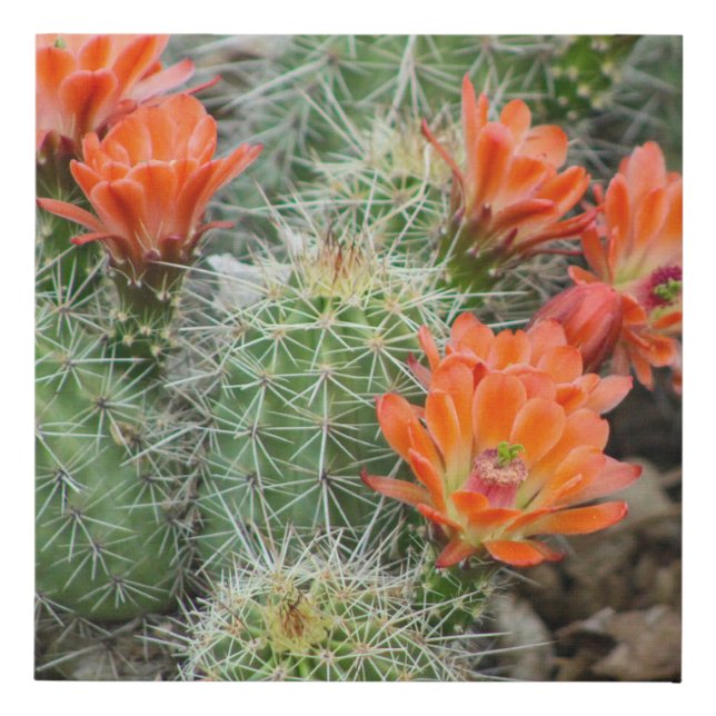 Blooming Cactus Photo – Colorado Desert Wall Art (Front)