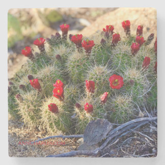 Blooming Cactus photography by Ann Charles Stone Coaster