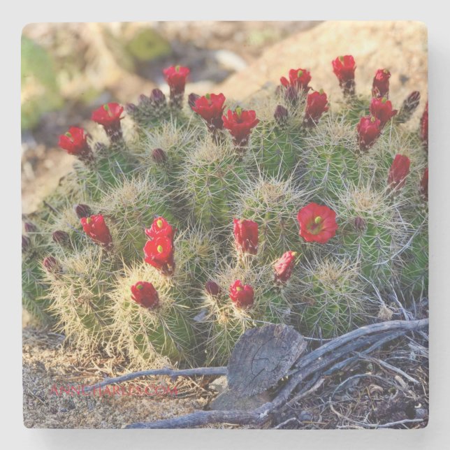 Blooming Cactus photography by Ann Charles Stone Coaster (Front)