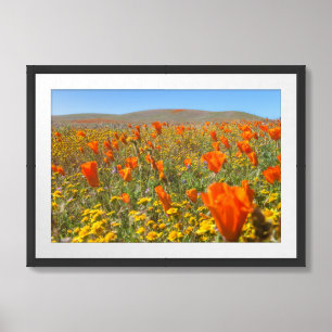 Blooming California Poppies in Spring Framed Art