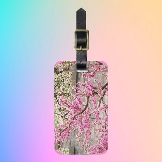 blooming cherry and apricot trees