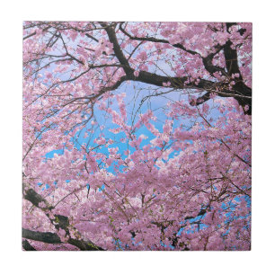 Blooming Cherry Blossoms Ceramic Tile