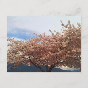 Blooming Cherry Tree Postcard