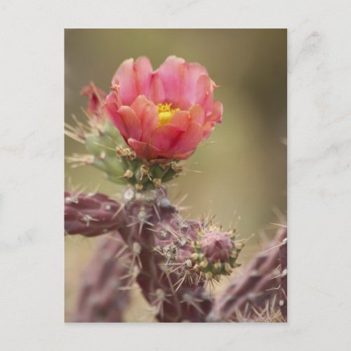 Blooming Cholla Cactus Postcard