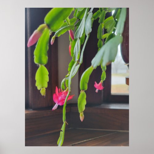 Blooming Christmas Cactus Poster