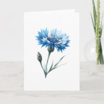 Blooming Cornflower with Closed Bud Greeting