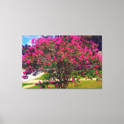 Blooming Crepe Myrtle Tree Canvas Print