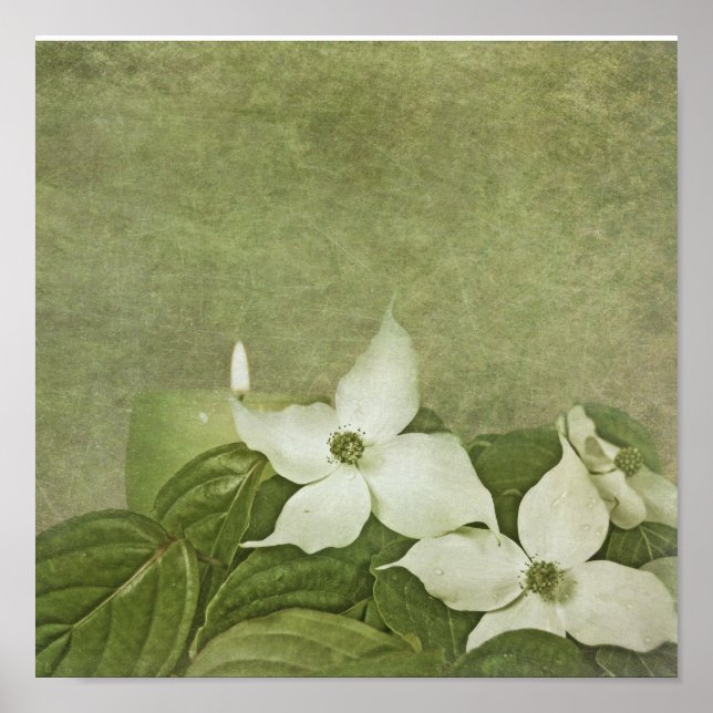 Blooming Dogwood Poster (Front)