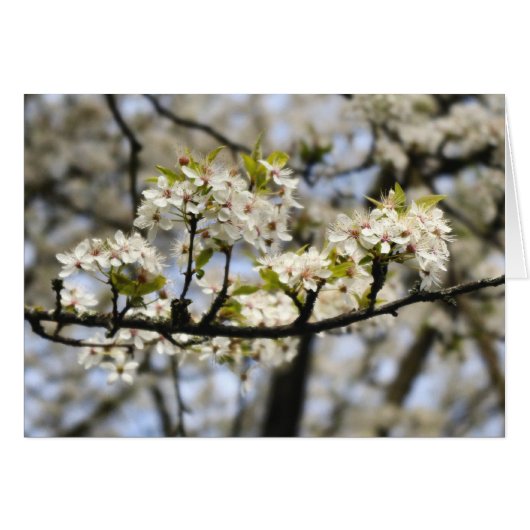 Blooming Dogwood Tree Cards (Front Horizontal)