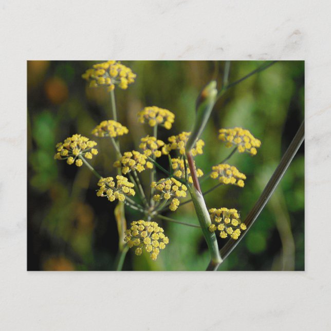 Blooming Fennel Postcard (Front)