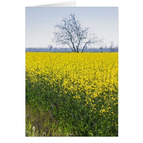 blooming field of rapeseed