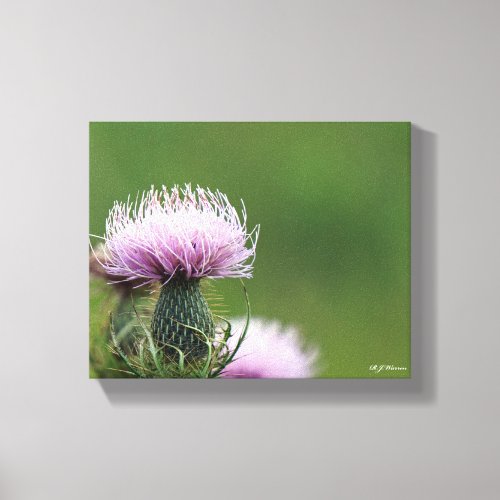 Blooming Field Thistle 8x10 Canvas Print