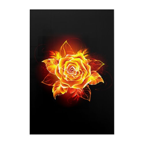 Blooming Fire Rose Acrylic Print