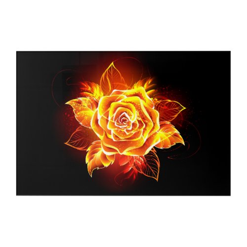 Blooming Fire Rose Acrylic Print
