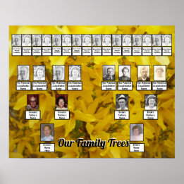 Blooming Forsythia Bush Photo Two Family Trees   Poster