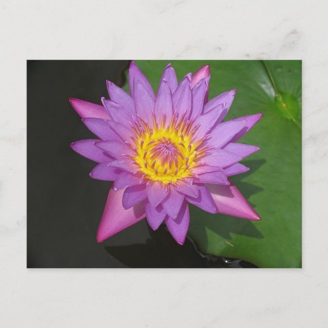 Blooming Glory Postcard (Front)