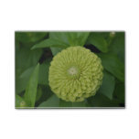 Blooming Green Zinnia Flower Post-it Notes