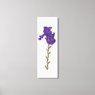 Blooming iris canvas print