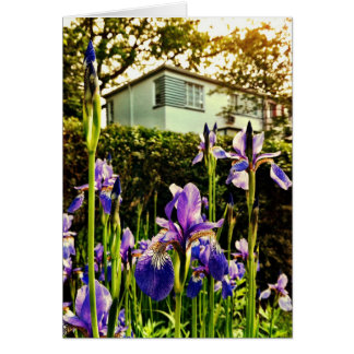 Blooming Irises in front of Greenbelt Museum Cards
