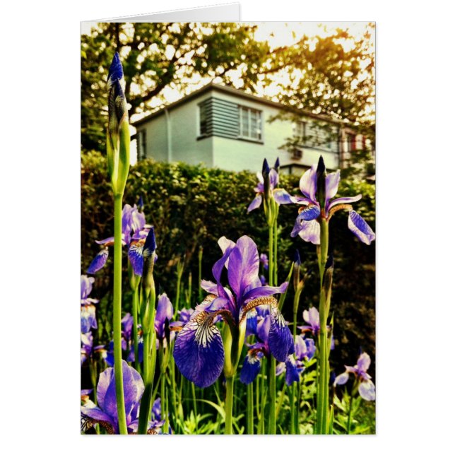Blooming Irises in front of Greenbelt Museum Cards (Front)