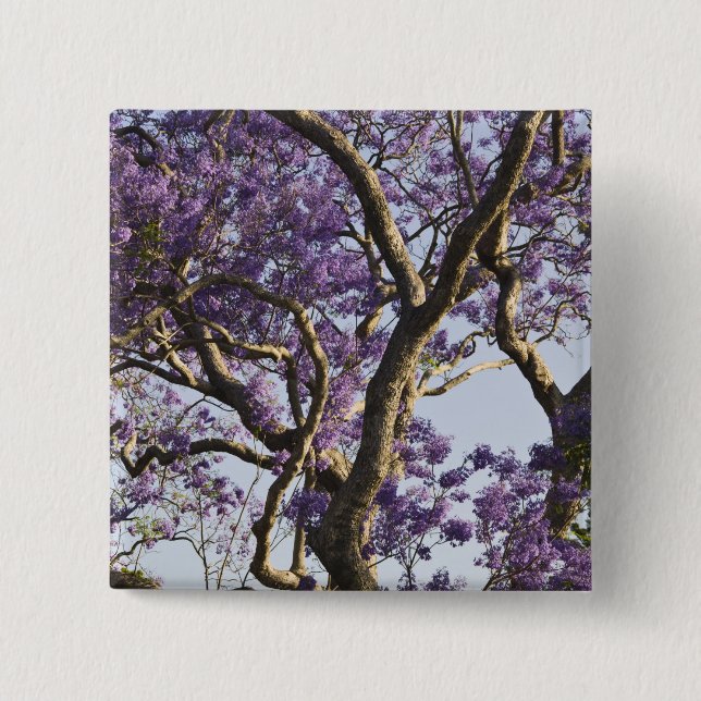 Blooming Jacaranda Trees in New Farm Park, Button (Front)