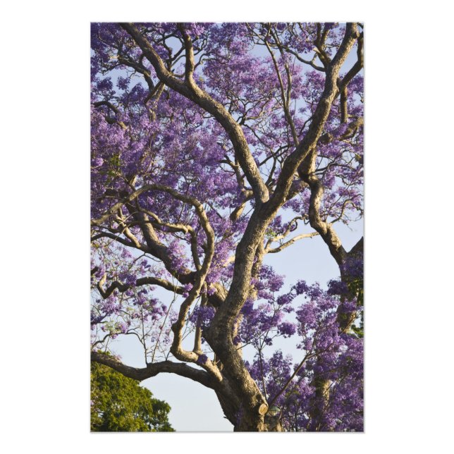 Blooming Jacaranda Trees in New Farm Park, Photo Print (Front)