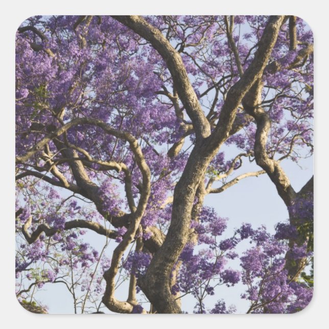 Blooming Jacaranda Trees in New Farm Park, Square Sticker (Front)