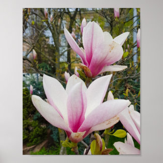 Blooming large pink magnolia flowers poster