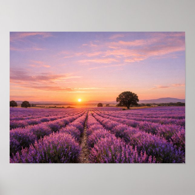 Blooming Lavender Field at Golden Sunset Provence  Poster (Front)