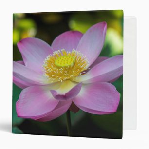 Blooming lotus flower, Indonesia Binder