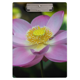 Blooming lotus flower, Indonesia Clipboard
