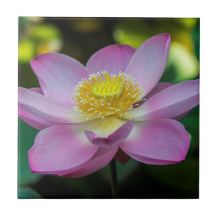 Blooming lotus flower, Indonesia Tile