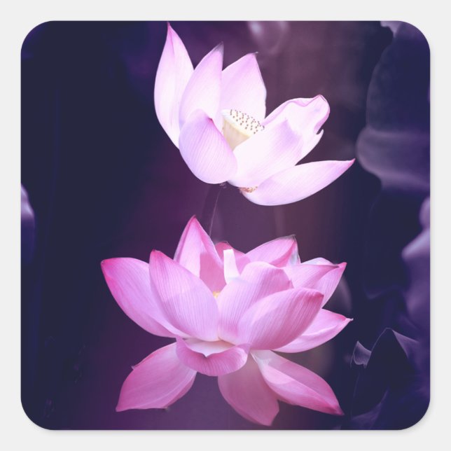 Blooming Lotus Flower Square Sticker (Front)