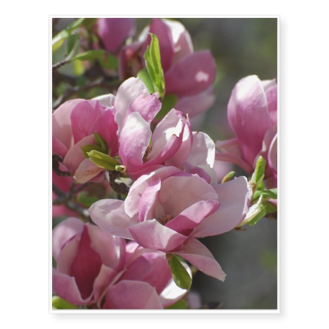 Blooming Magnolia Temporary Tattoos (Front)