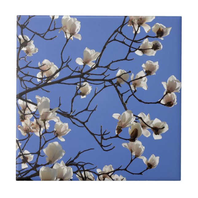 Blooming Magnolias Ceramic Tile (Front)